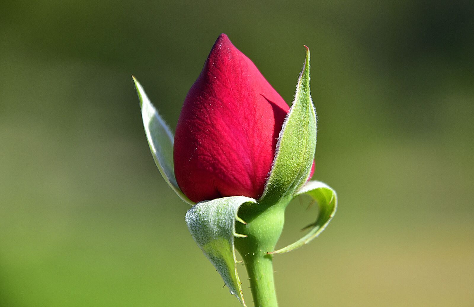 Nikon D7200 sample photo. Flower, garden, petals photography