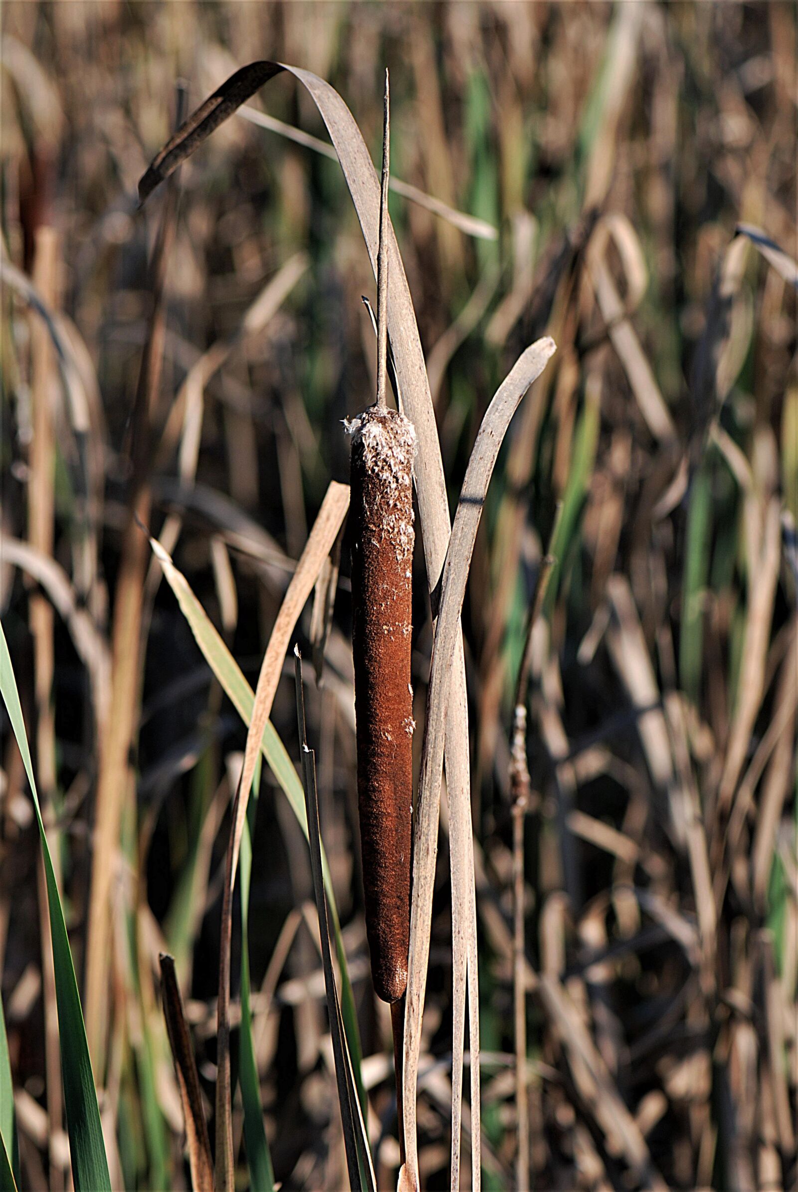 Nikon D80 sample photo. Cattail, lampenputzer, reed photography