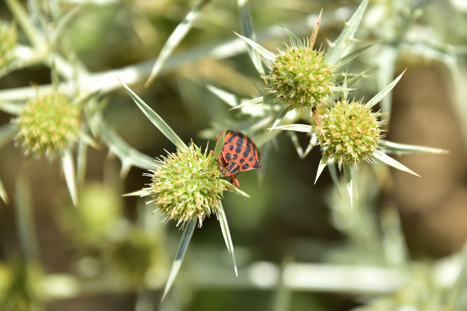 Nikon D7200 sample photo. Plants, garden, insects photography