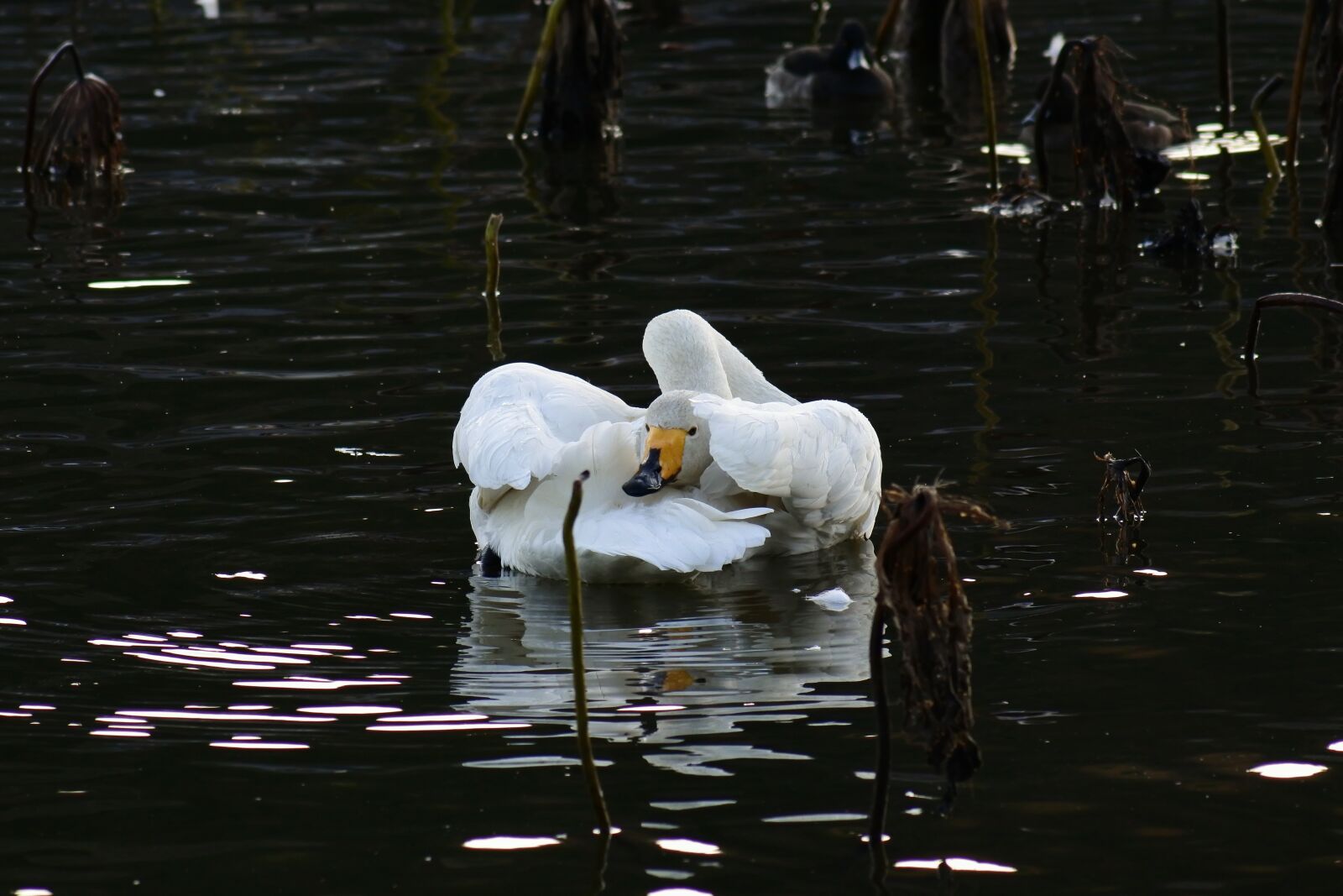 VR 70-300mm f/4.5-6.3G sample photo. Animal, lake, waterside photography