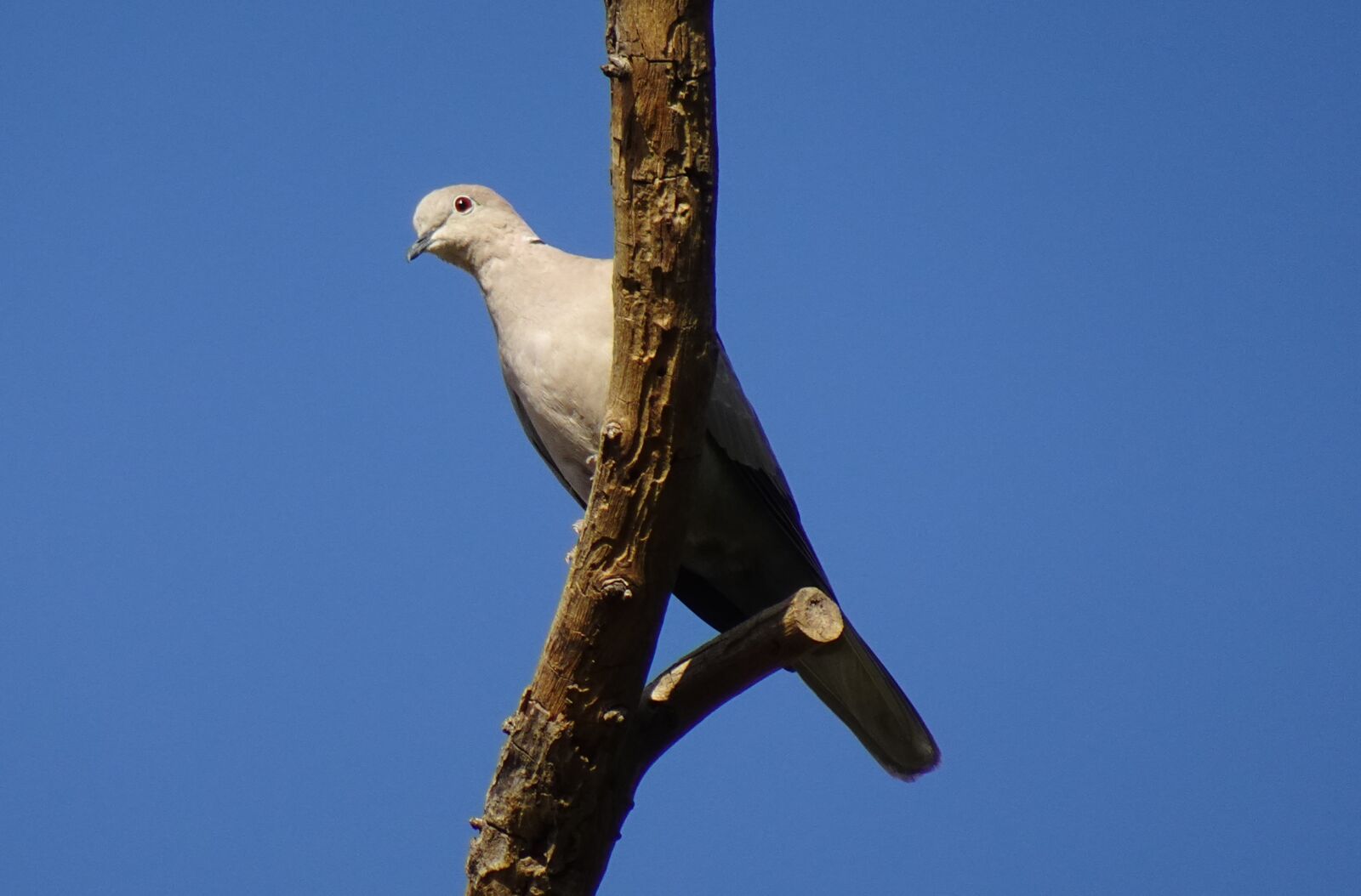 Sony DSC-WX800 sample photo. Bird, dove, eurasian collared photography