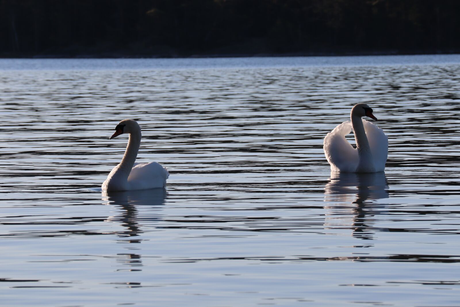 Canon EF-M 55-200mm F4.5-6.3 IS STM sample photo. Swan, bird, nature photography