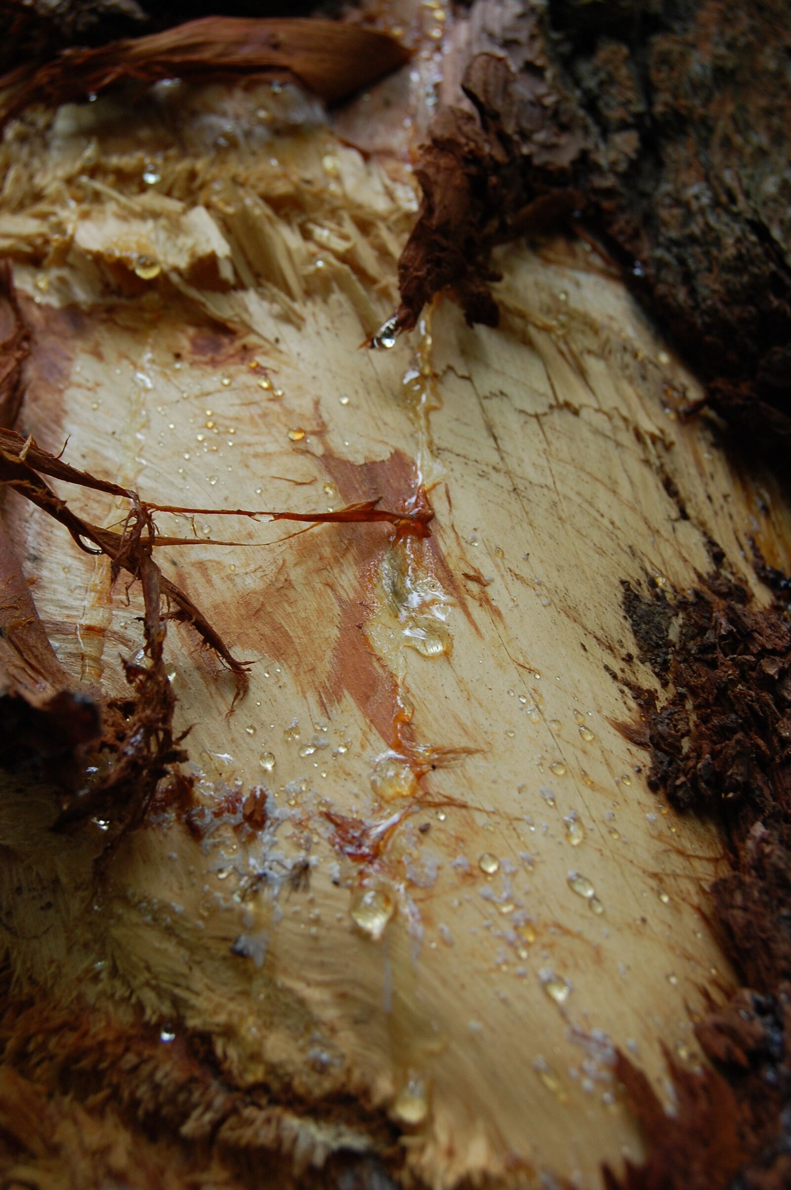 Nikon D40 sample photo. Natural, bark, drop of photography