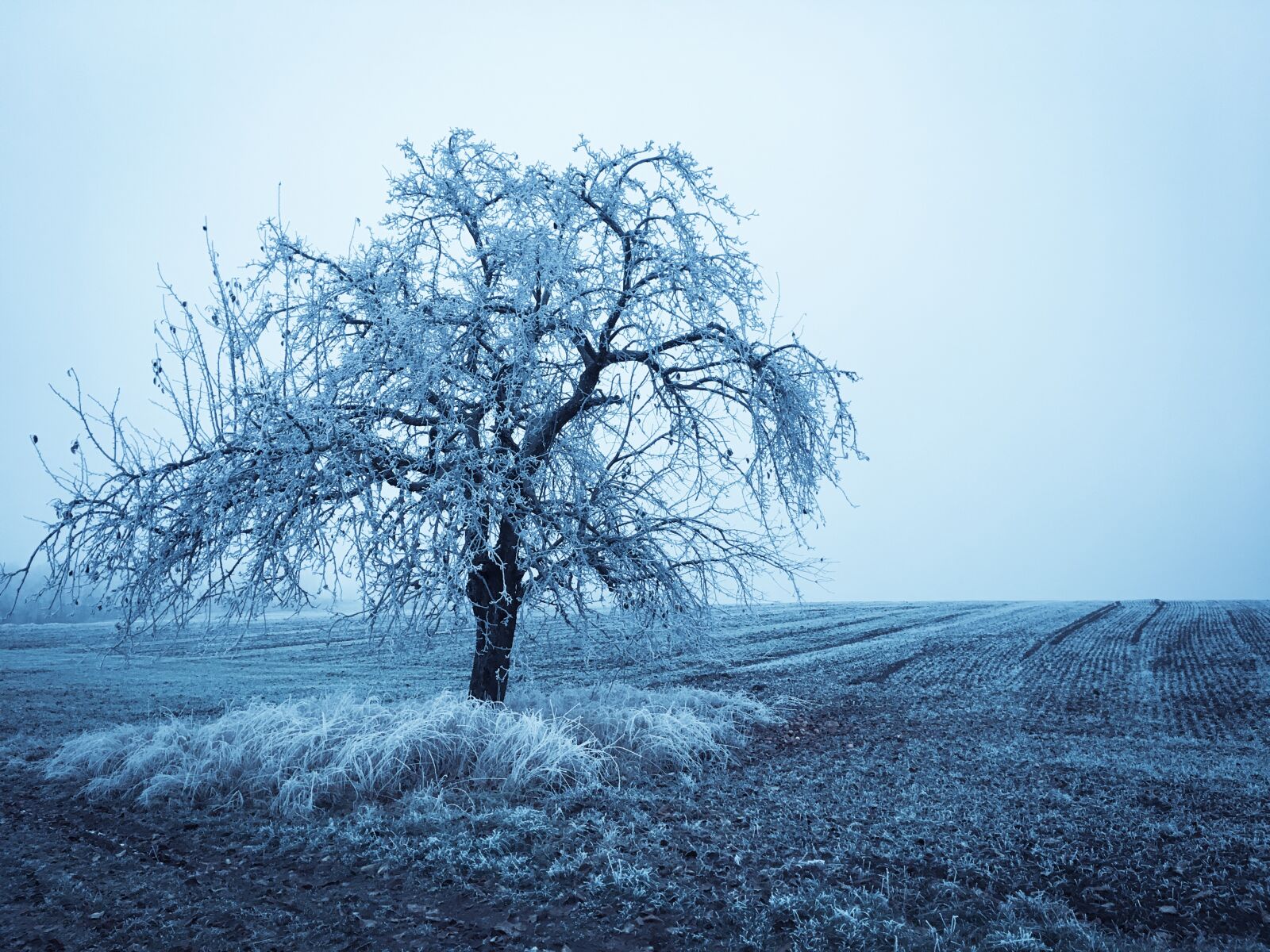Apple iPhone 6s Plus sample photo. Wintry, winter, tree photography