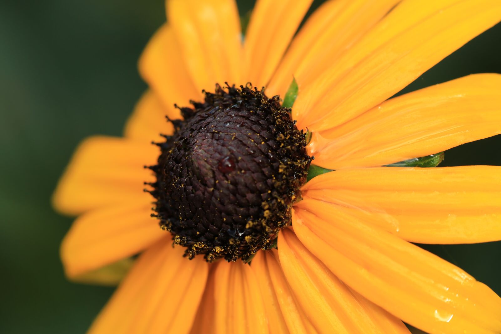 Canon EF 100mm F2.8L Macro IS USM sample photo. Sun hat, rudbeckia, flower photography