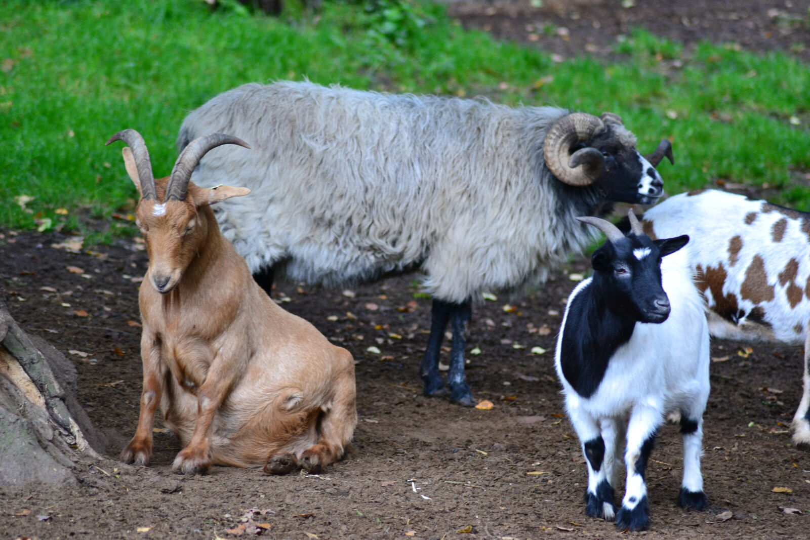 Nikon D3100 sample photo. Animal, park, goats, jolly photography