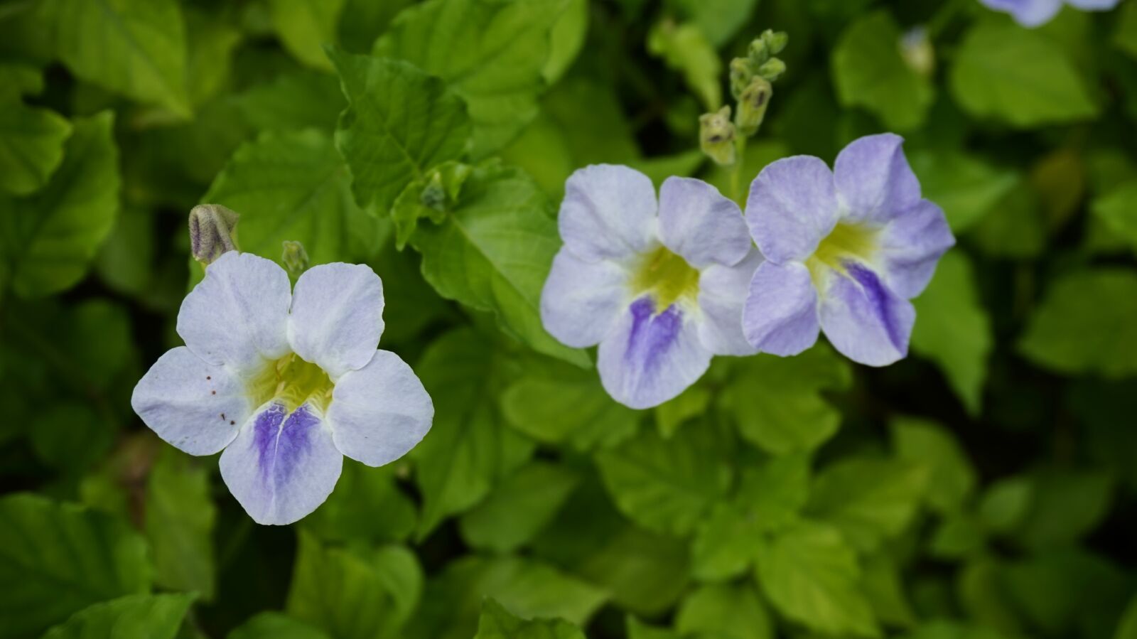 Sony Alpha a5000 (ILCE 5000) sample photo. Flowers, beauty, nature photography