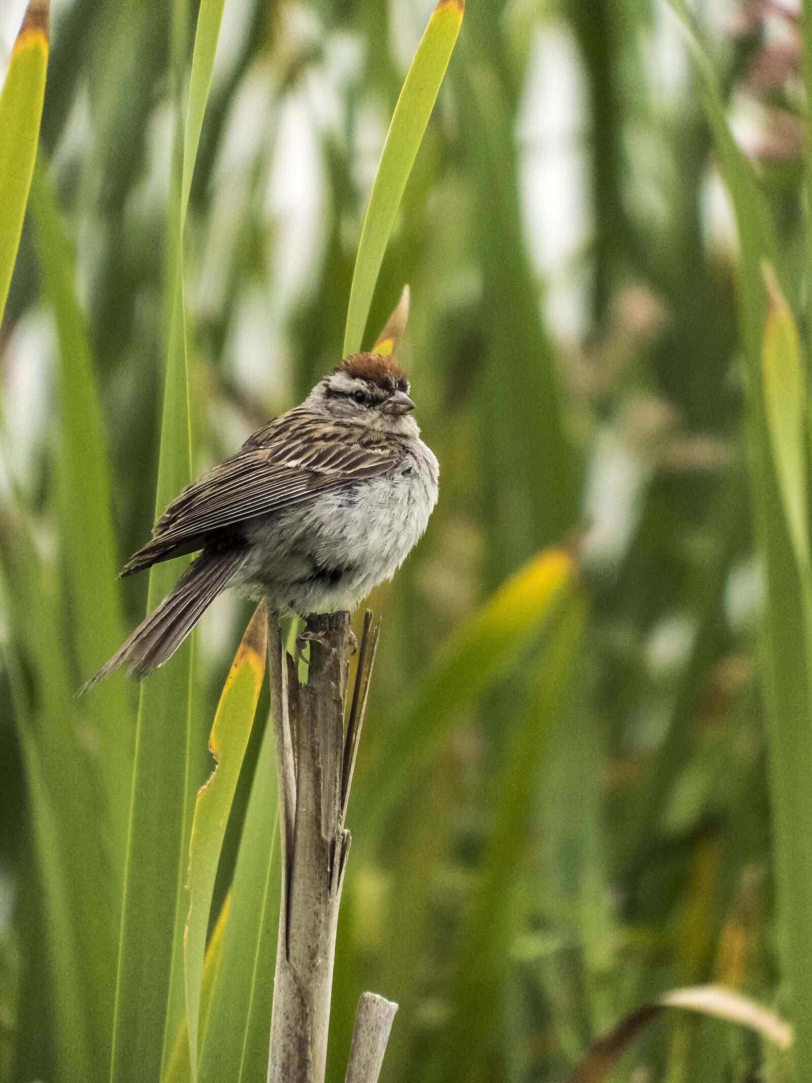 Fujifilm FinePix S1 sample photo. Bird, cattail, brown photography