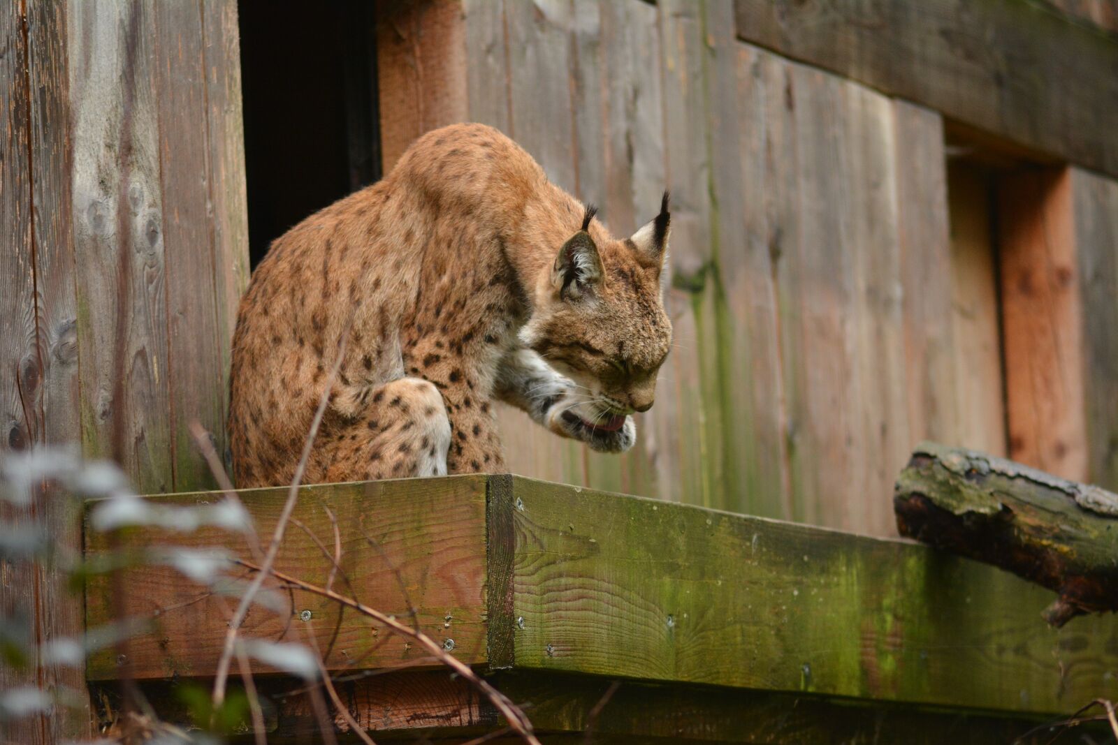 Nikon D7100 sample photo. Lynx, cat, animal photography