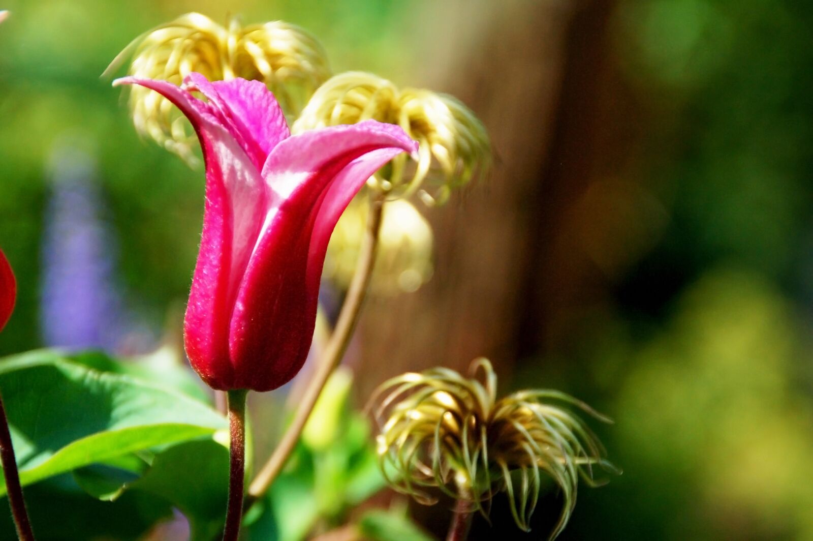 Nikon D50 sample photo. Nature, plant, sheet photography