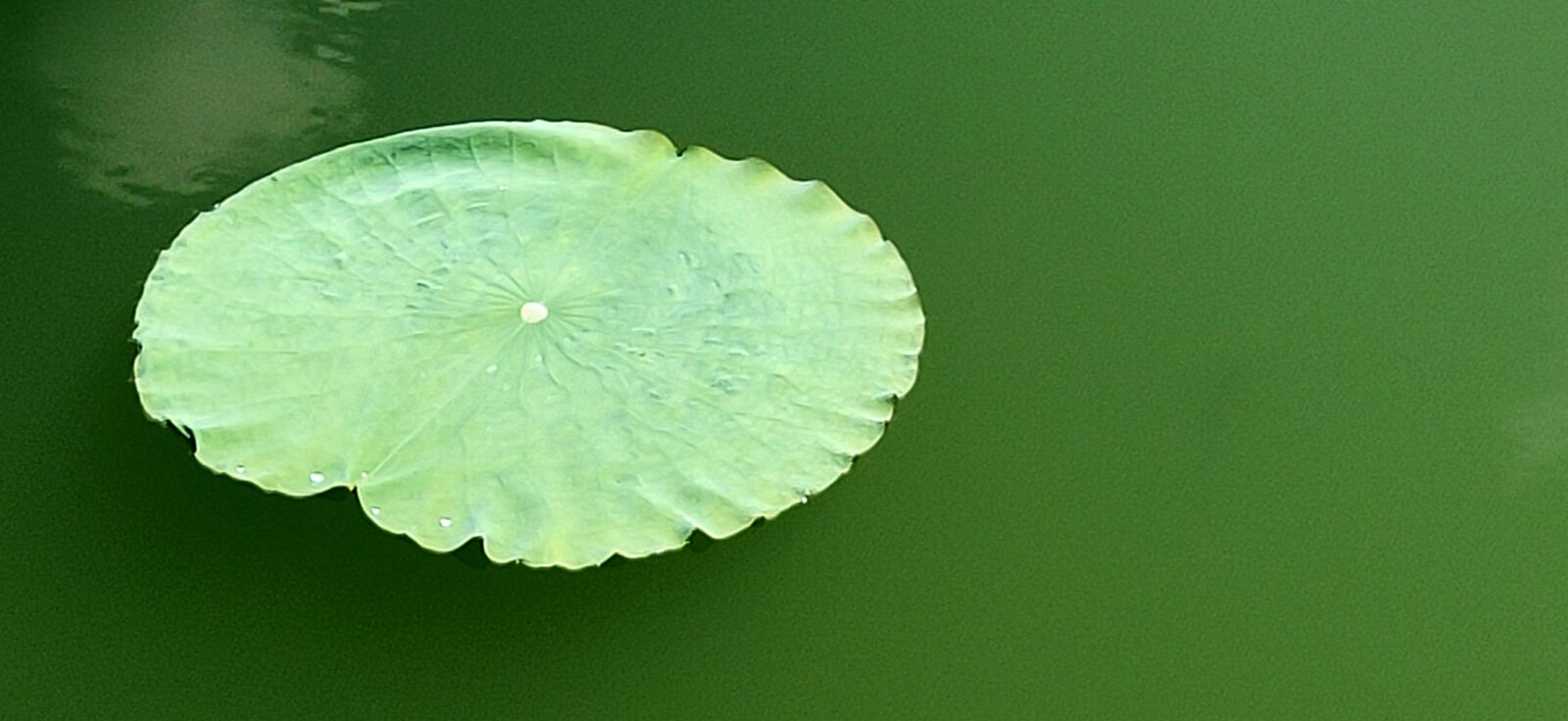 OPPO RENO 10X ZOOM sample photo. Green, clear water, lotus photography
