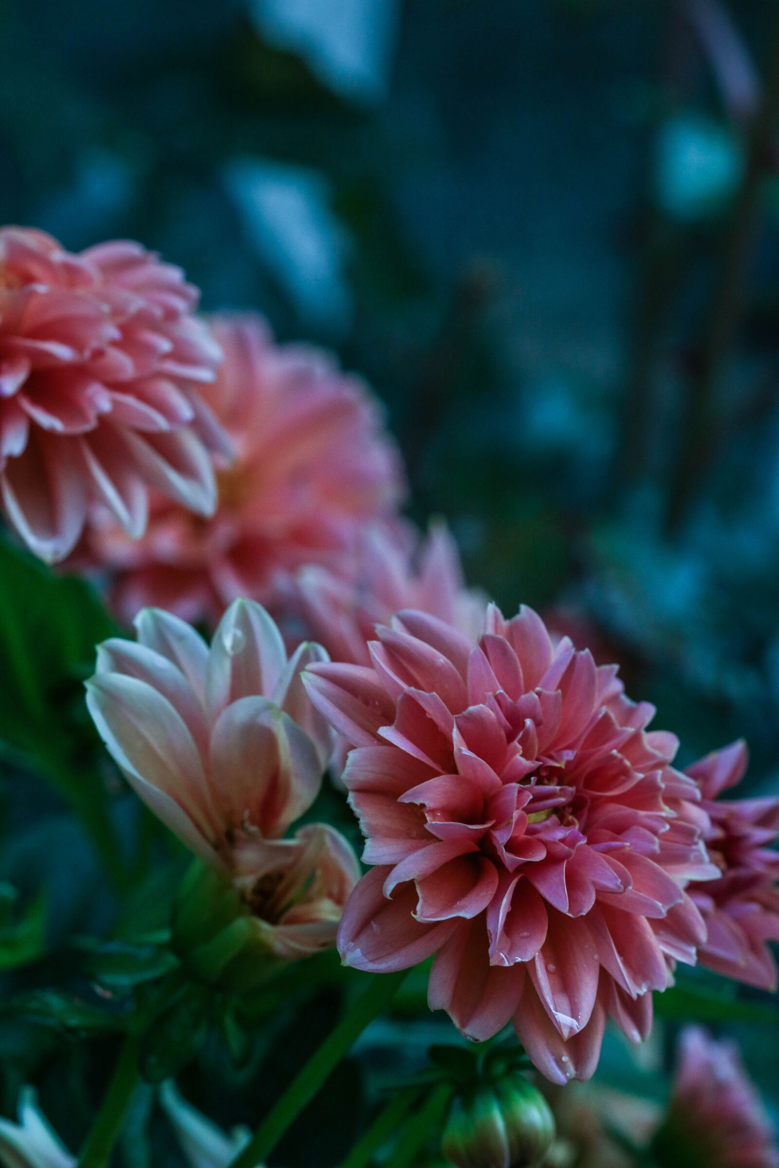 Canon EOS 7D Mark II sample photo. Pink, flower, garden flower photography