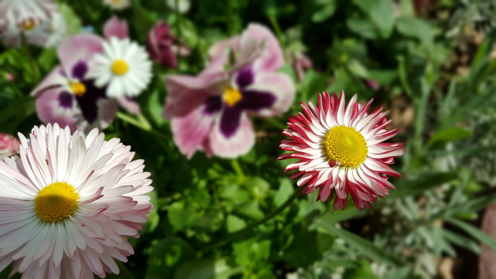 Samsung Galaxy Note5 sample photo. Spring, flowers, colorful photography