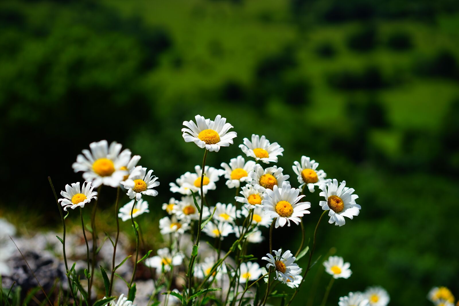 Sony a7 + Sony Sonnar T* FE 55mm F1.8 ZA sample photo. Meadows margerite, daisies, flowers photography