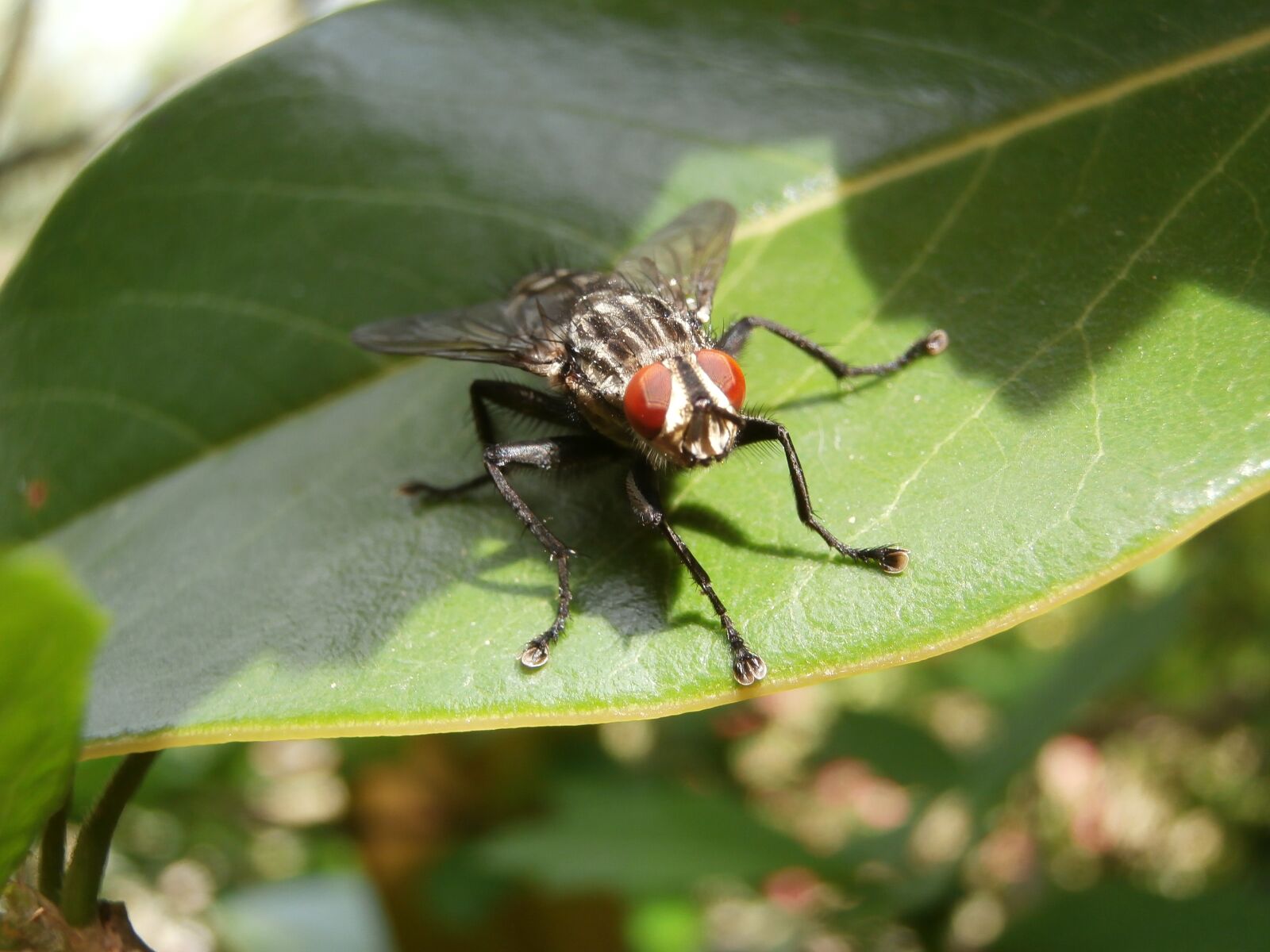 Olympus VR340,D750 sample photo. Fly, insect, macro photography