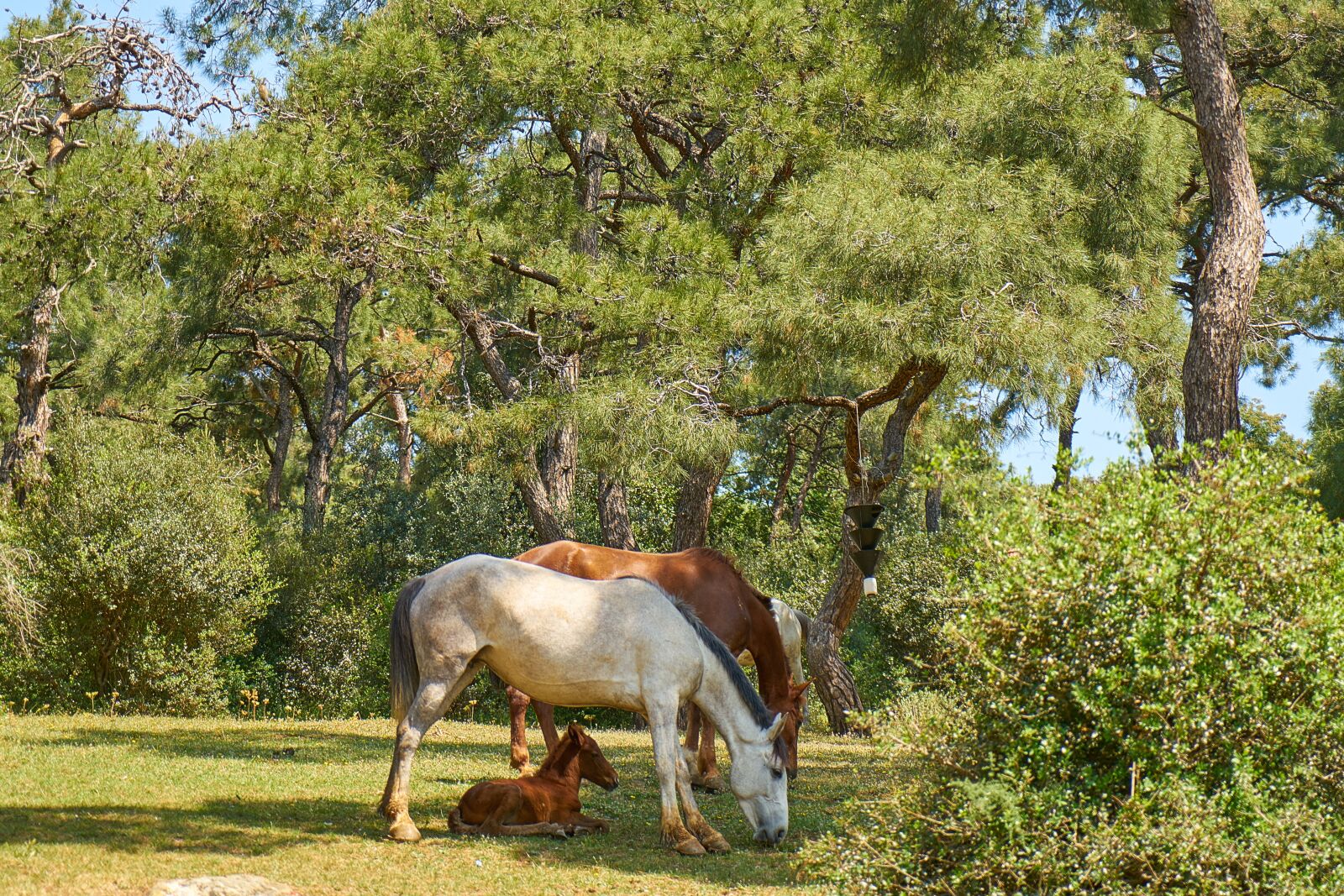 Sony a7R II + Sony Vario Tessar T* FE 24-70mm F4 ZA OSS sample photo. Horse, nature, animal photography