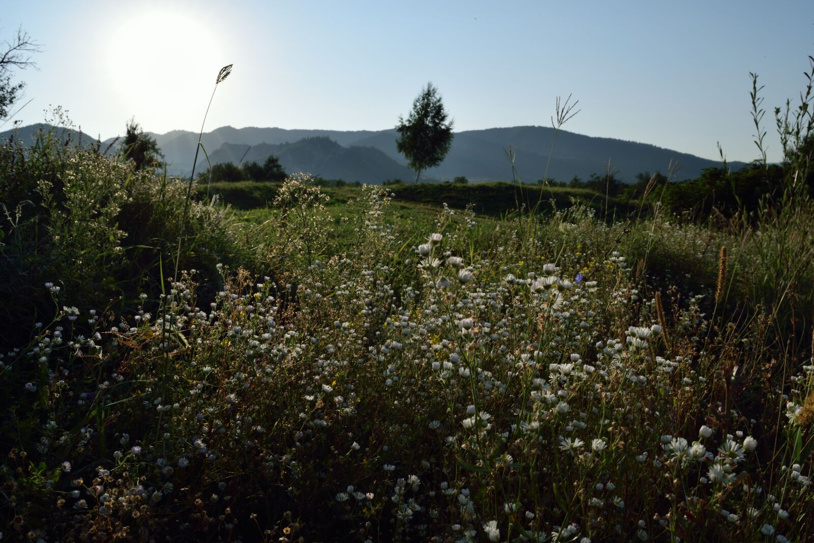 Nikon D5300 sample photo. Baby's breath, herbs, white photography