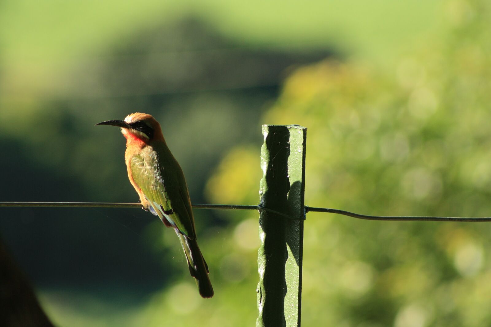 Canon EOS 1000D (EOS Digital Rebel XS / EOS Kiss F) sample photo. White fronted bee eater photography