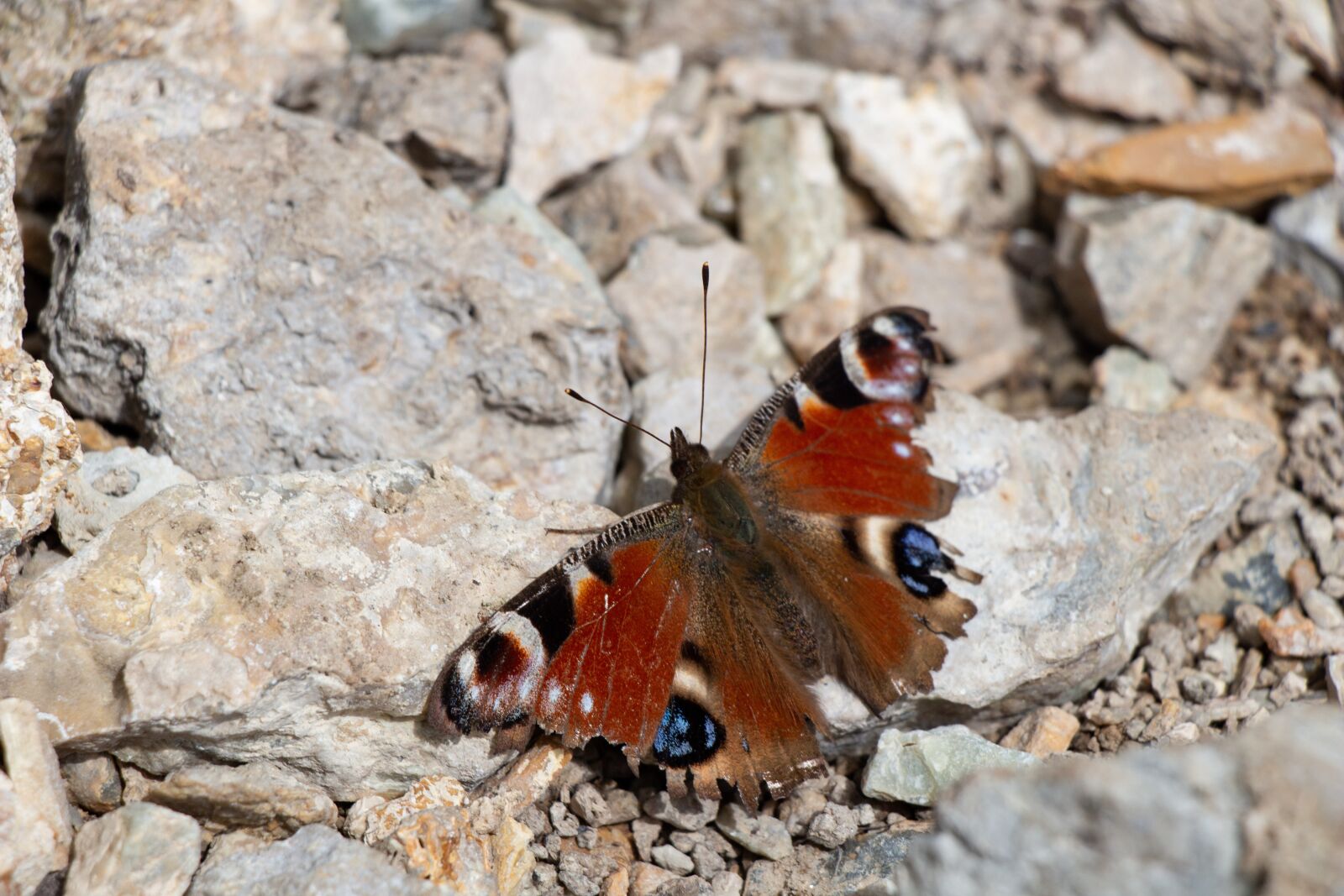 Canon EOS 100D (EOS Rebel SL1 / EOS Kiss X7) sample photo. Butterfly, insect, macro photography