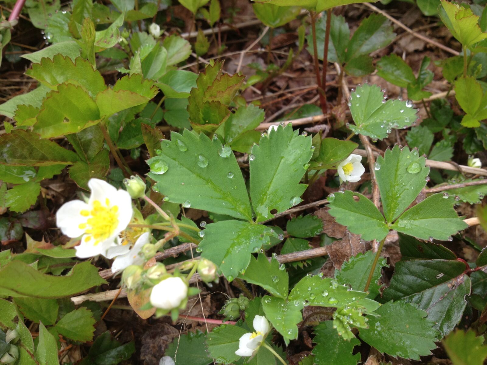 iPhone 4S back camera 4.28mm f/2.4 sample photo. Close, up, flowers, nature photography