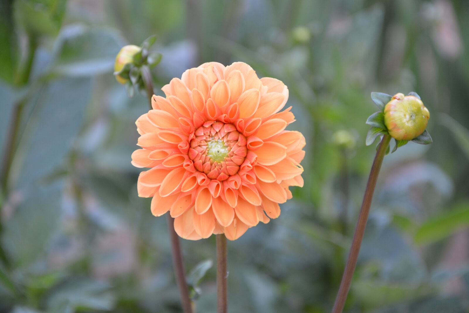 Nikon D5200 sample photo. Flower, plant, bouquet offer photography