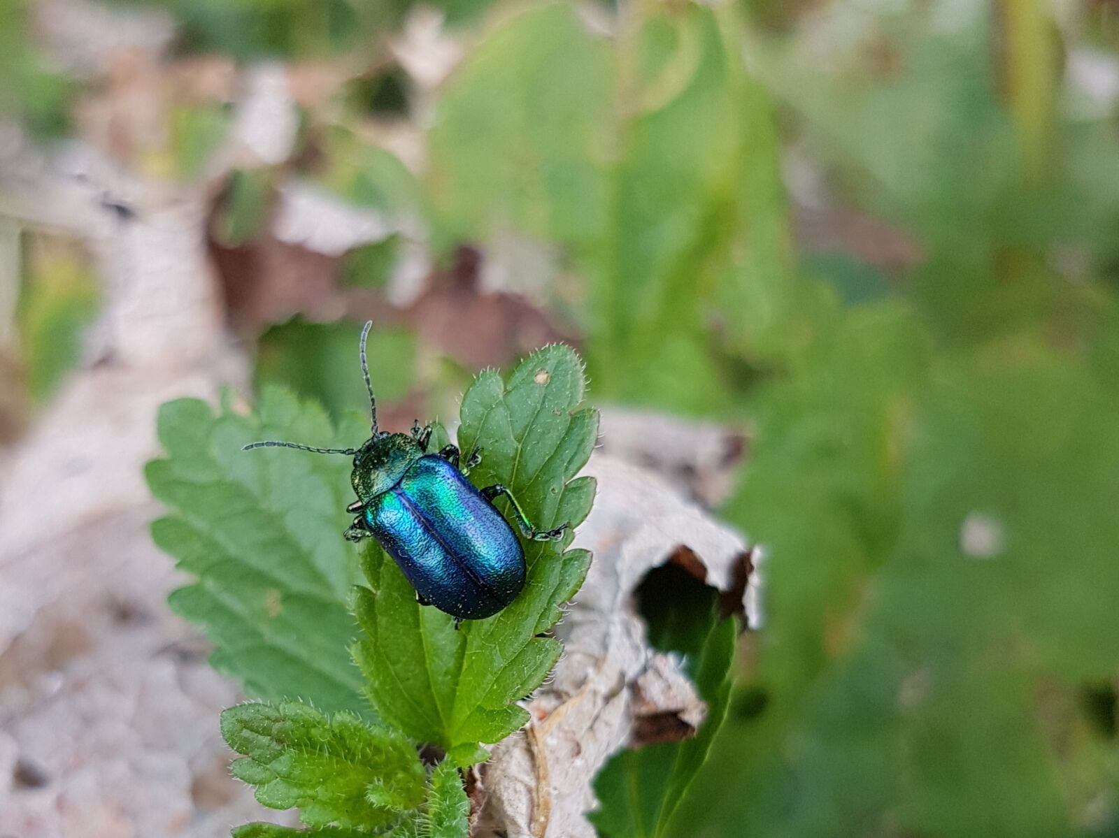 Samsung Galaxy S7 sample photo. Chrysolina coerulans, sky-blue leaf photography