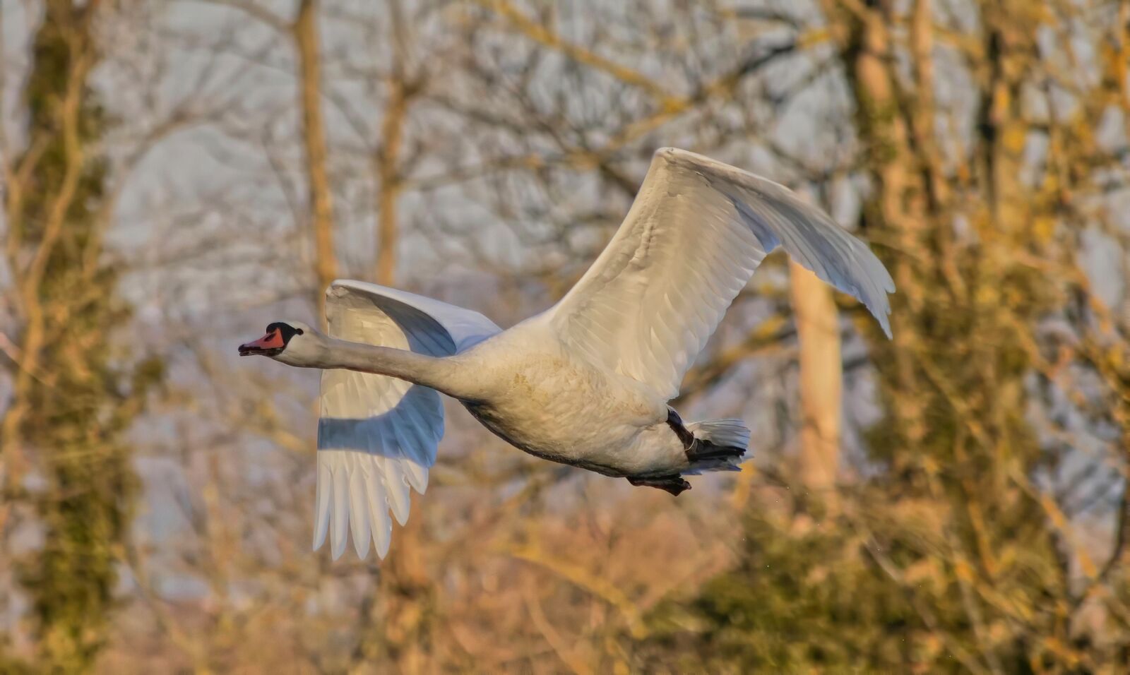 Panasonic Lumix DC-G9 sample photo. Goose, bird, poultry photography