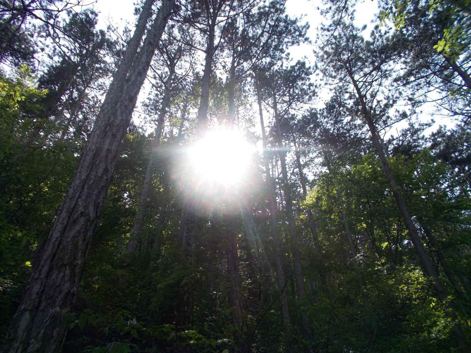 Nikon COOLPIX L27 sample photo. Nature, sun, tree photography