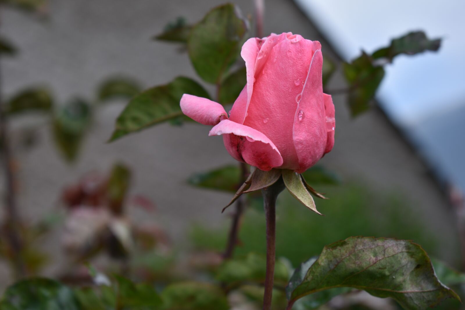 Nikon D3500 sample photo. Flower, rosa, rocio photography