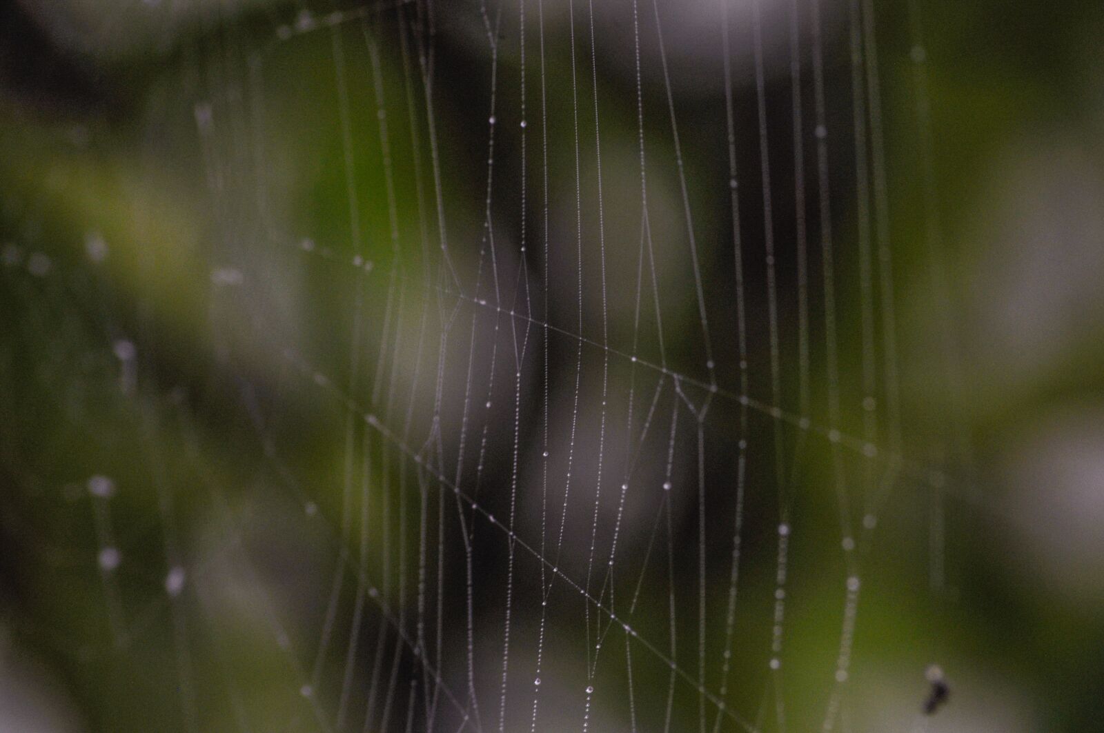 Nikon D90 sample photo. Spiderweb, cobweb, bokeh photography