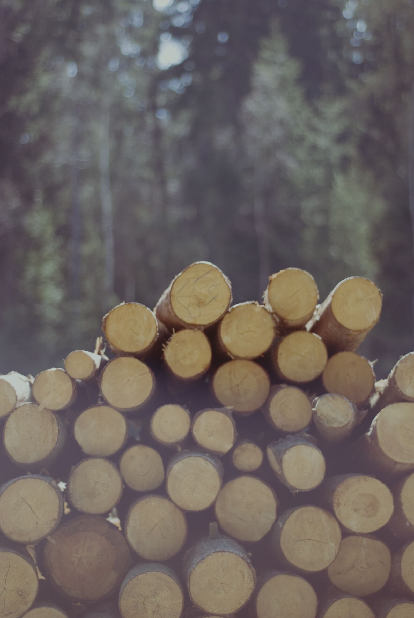 Nikon D80 sample photo. Felling, slice, wooden balls photography