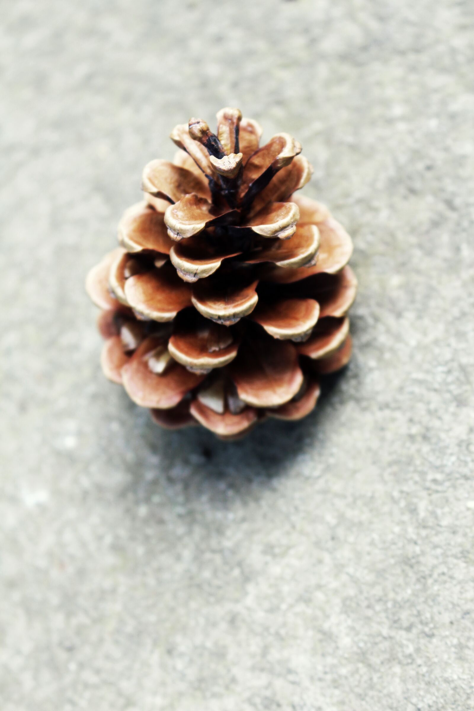 Canon EOS 700D (EOS Rebel T5i / EOS Kiss X7i) sample photo. Fir, conifer, one photography
