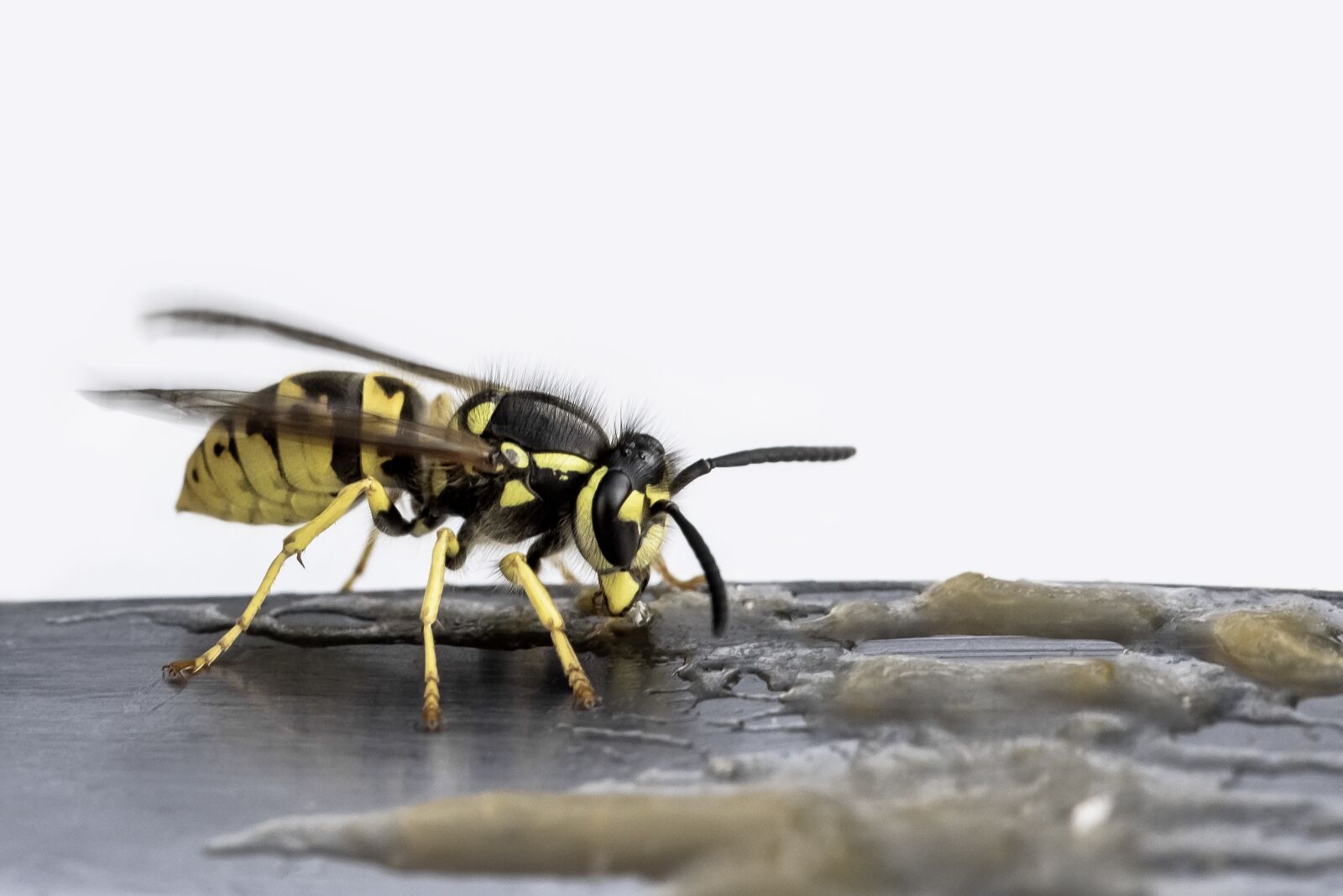 Nikon D750 sample photo. Wasp, insect, nature photography