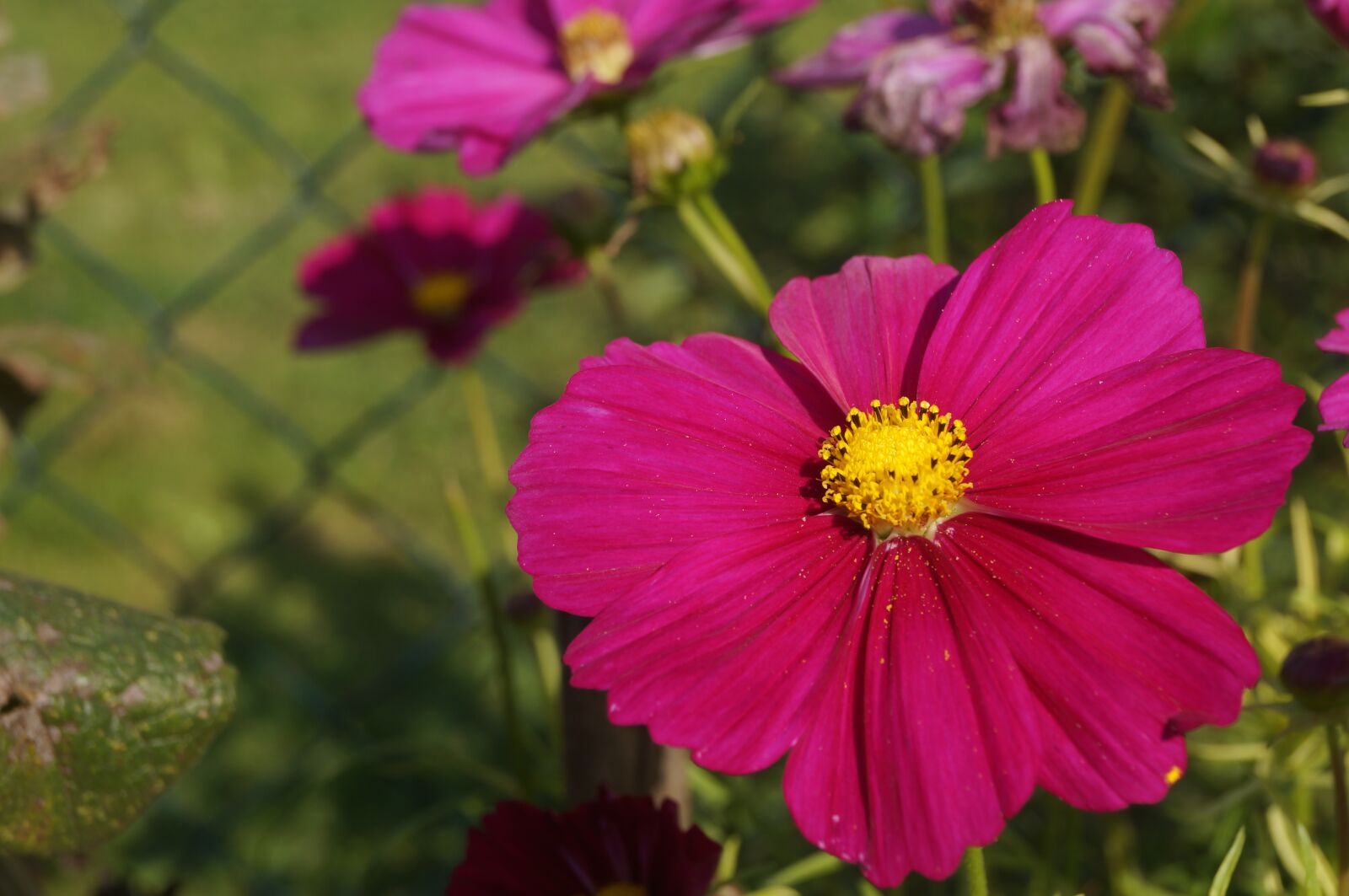 Sony SLT-A37 sample photo. Cosmos, flower, blossom photography