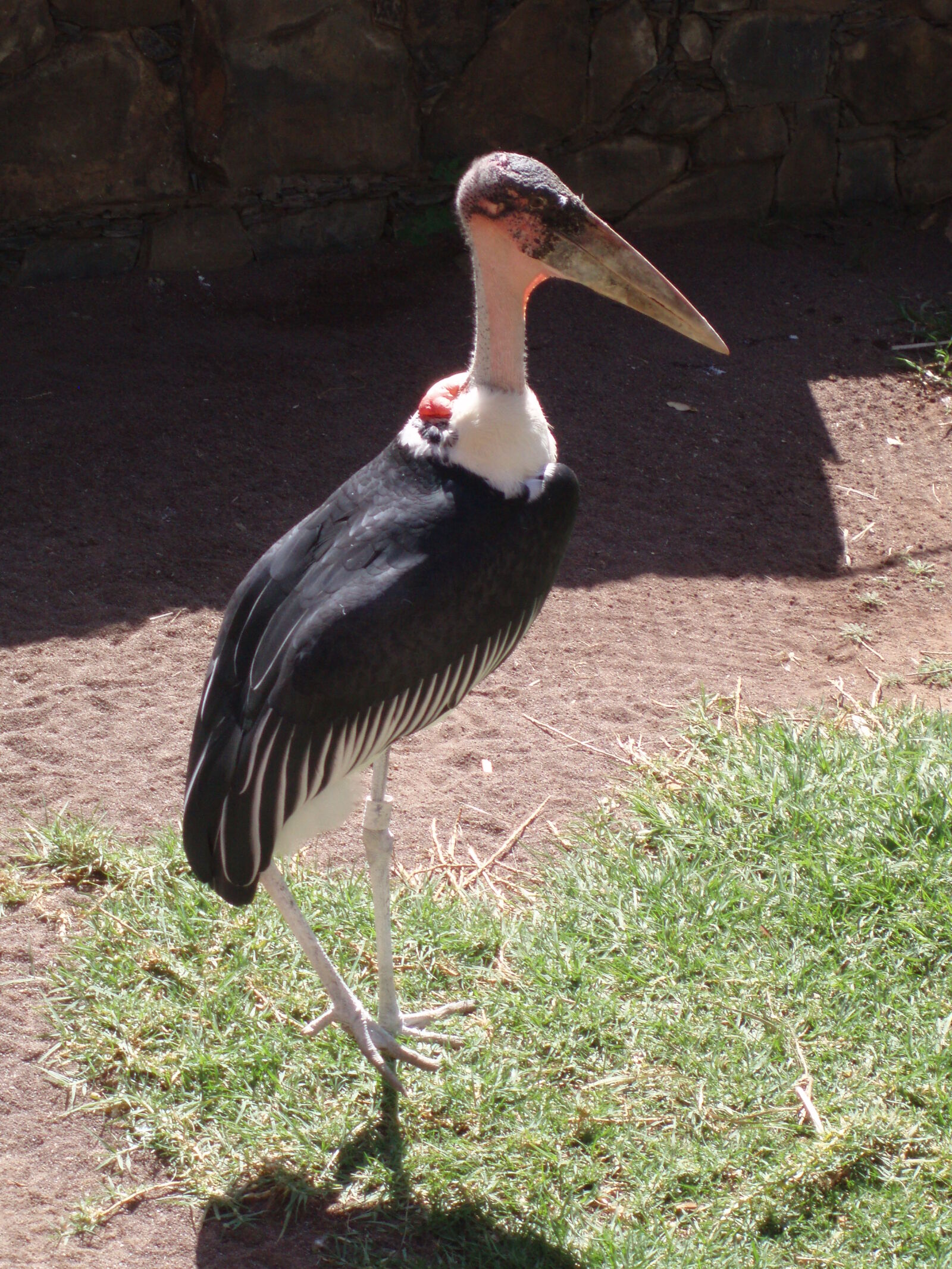 Olympus u700,S700 sample photo. Birds, marabu photography