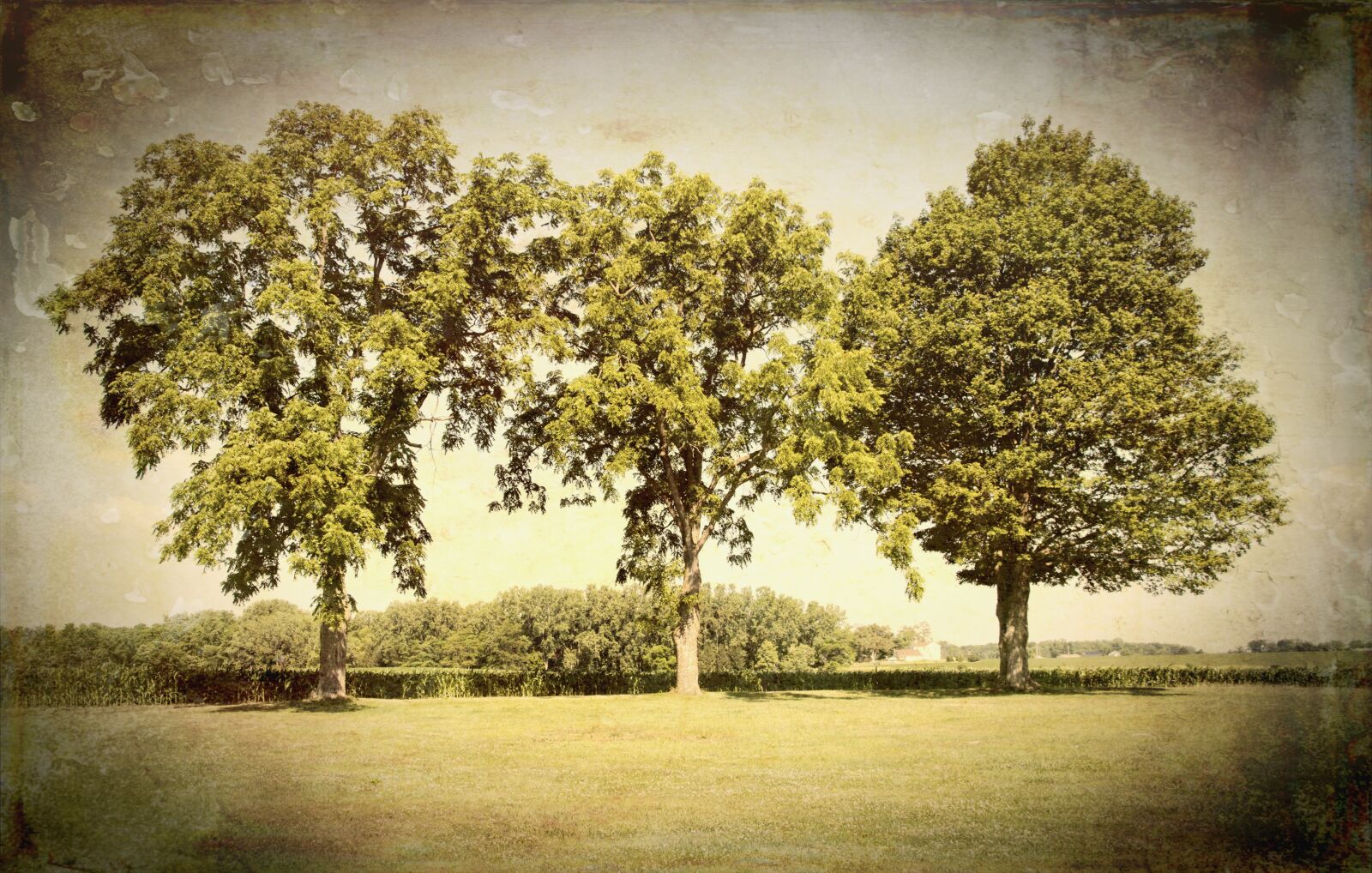 Canon EOS 5D Mark II sample photo. Scenery, trees, artistic photography