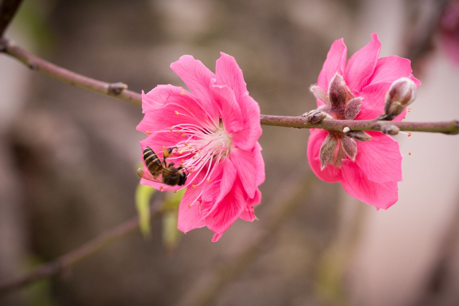 Nikon D7100 sample photo. Peach, peach flower, flower photography