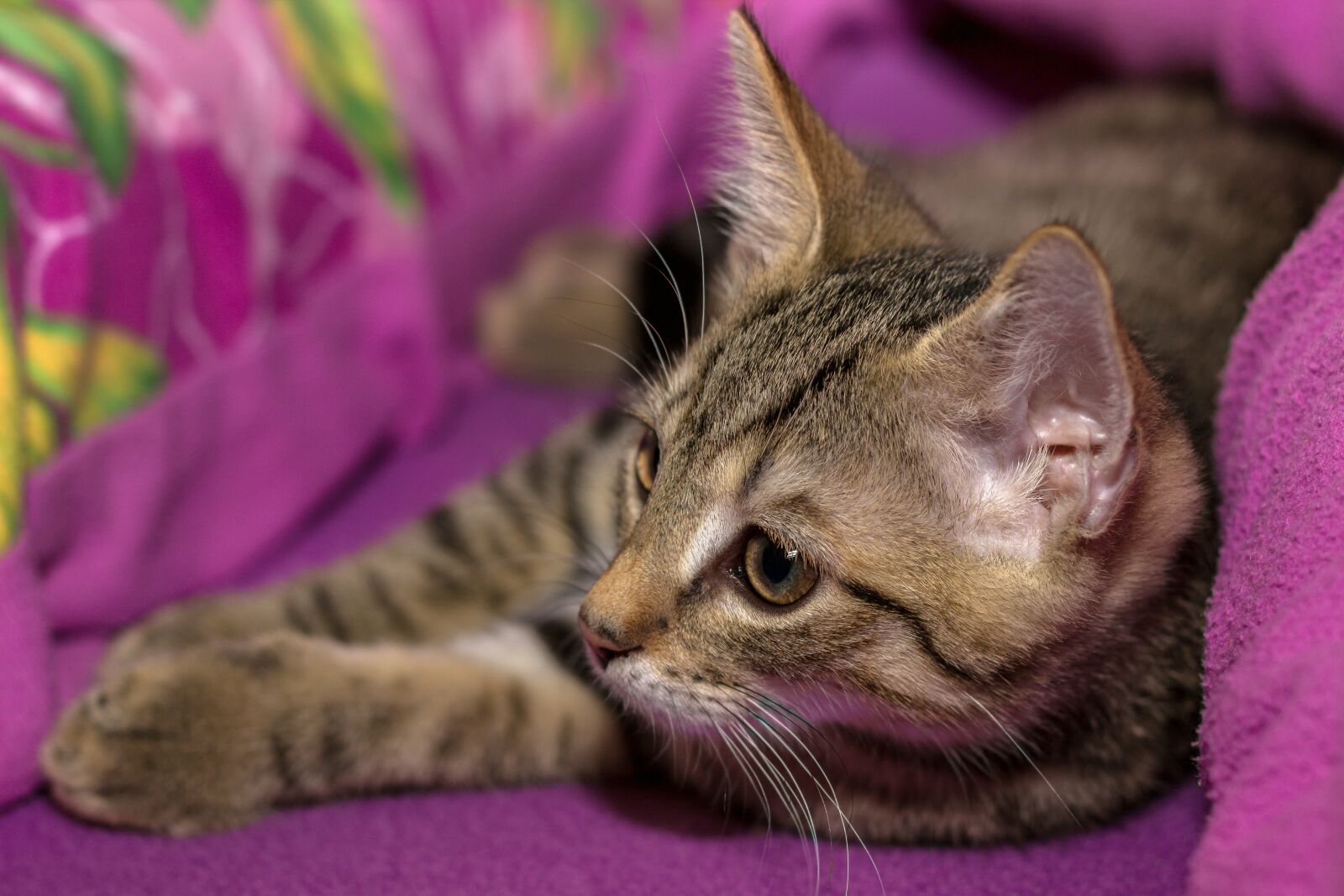 Canon EOS 600D (Rebel EOS T3i / EOS Kiss X5) + Canon EF 50mm F1.8 II sample photo. Cat, small, mackerel photography