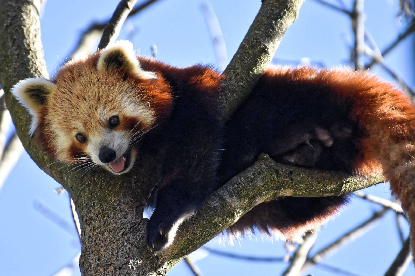 Nikon D7200 sample photo. Panda, red panda, bear photography