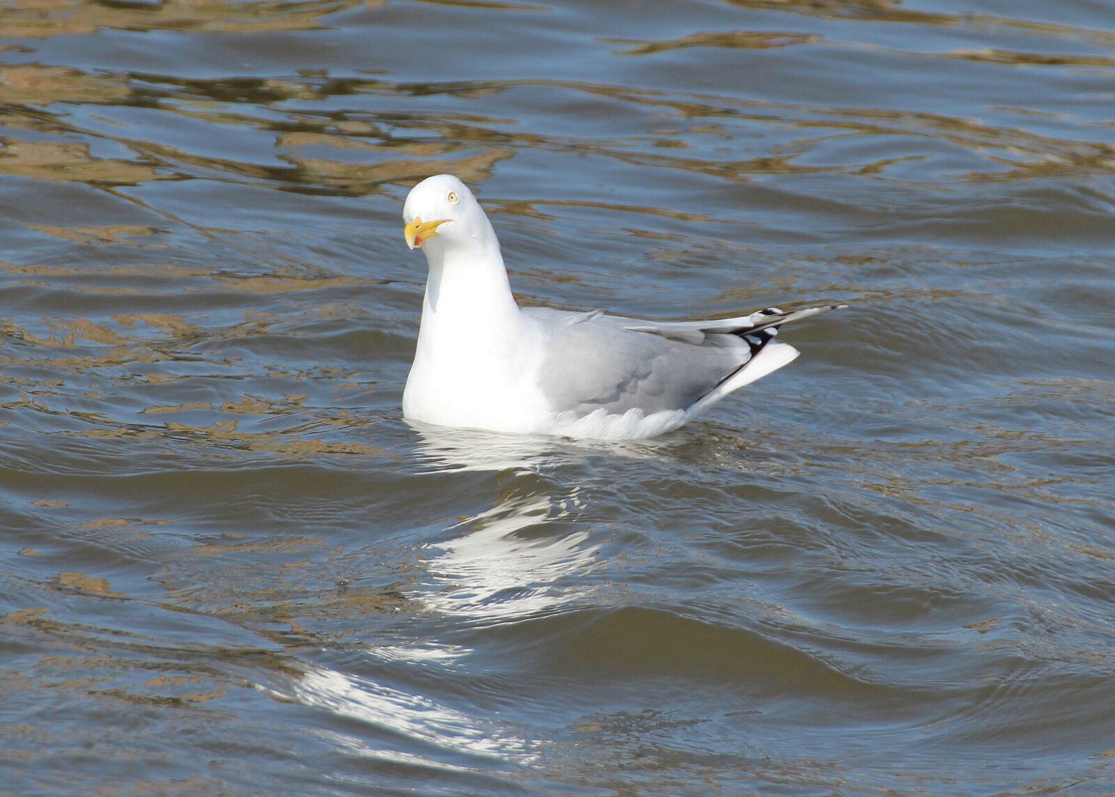 Canon EOS 600D (Rebel EOS T3i / EOS Kiss X5) sample photo. Herring gull, gulls, larus photography