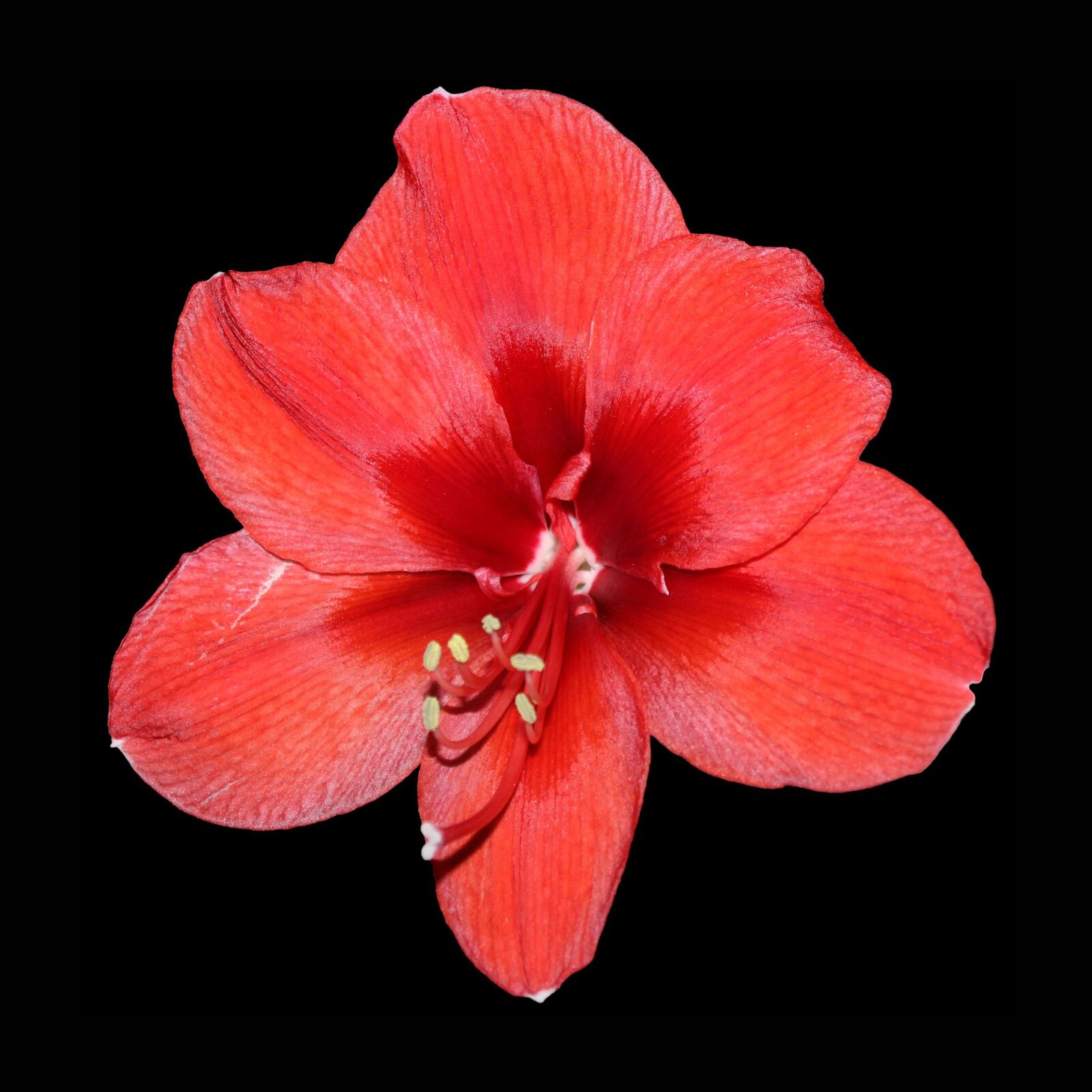 Canon EOS 600D (Rebel EOS T3i / EOS Kiss X5) sample photo. Flower, blossom, bloom photography