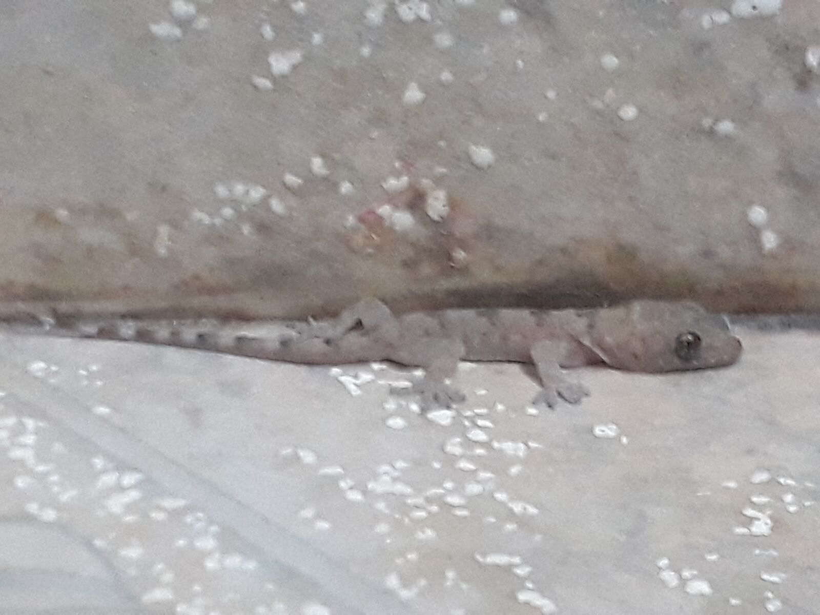 Samsung Galaxy J5 Prime sample photo. Gecko, animal, lizard photography