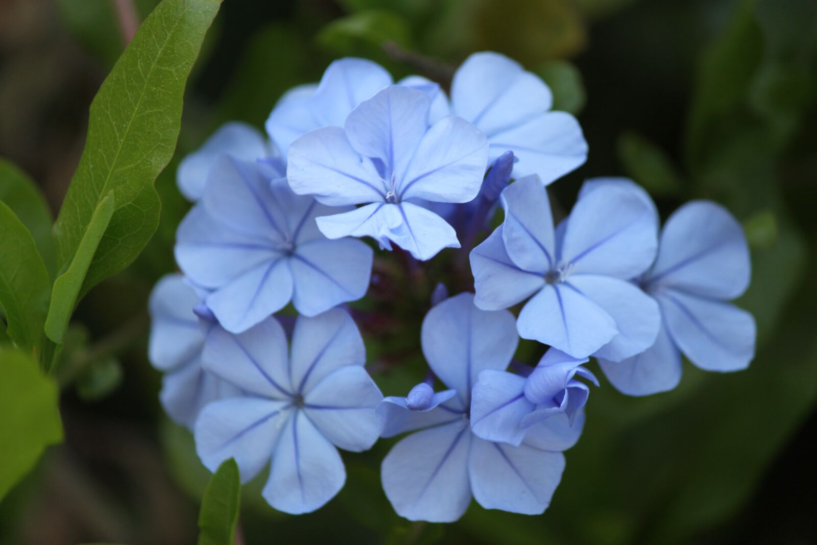 Canon EOS 500D (EOS Rebel T1i / EOS Kiss X3) sample photo. Flower, blue, california photography