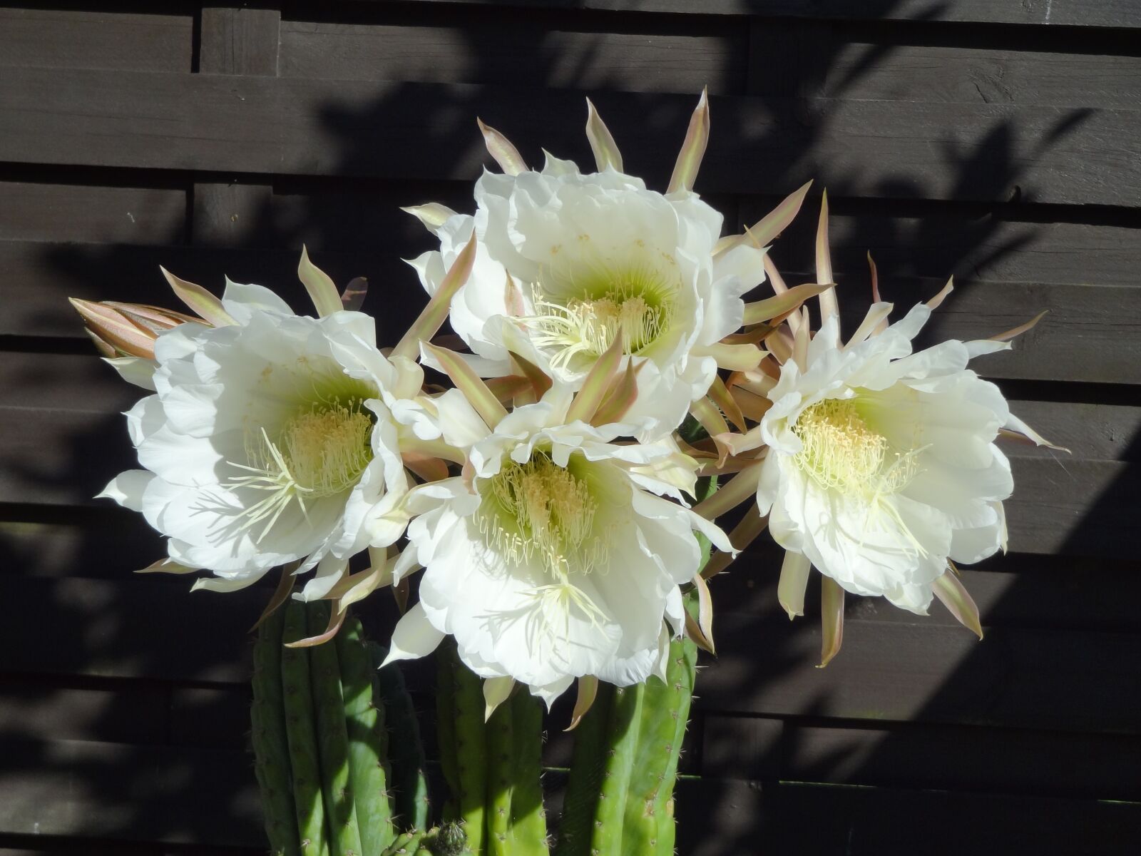 Sony Cyber-shot DSC-HX9V sample photo. Flowers, cactus, white photography