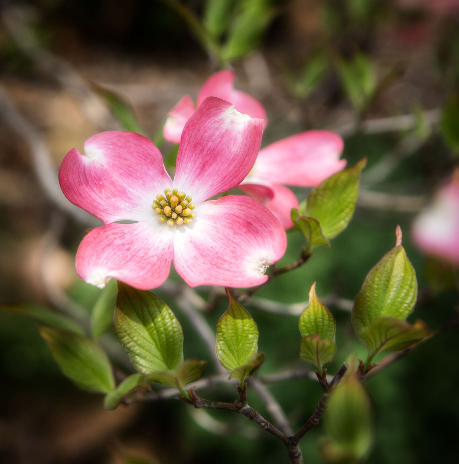 Canon EF 24-70mm F2.8L USM sample photo. Flower, dogwood, blossom photography