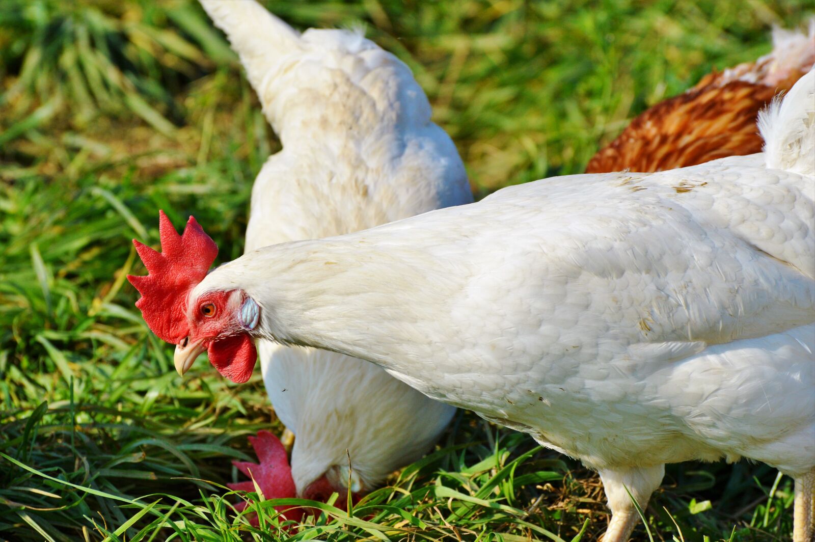 Nikon D3200 sample photo. Chicken, hen, poultry photography