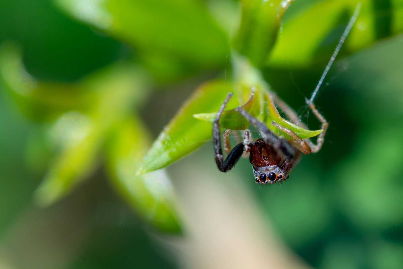 Nikon D800 sample photo. Jumping spider, spider, insect photography
