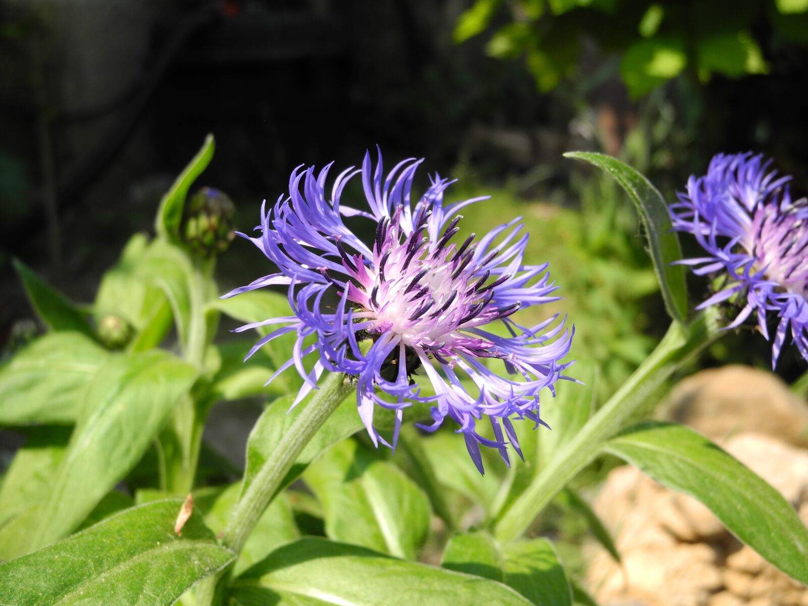 Nikon Coolpix P7000 sample photo. Garden, nature, plant purple photography