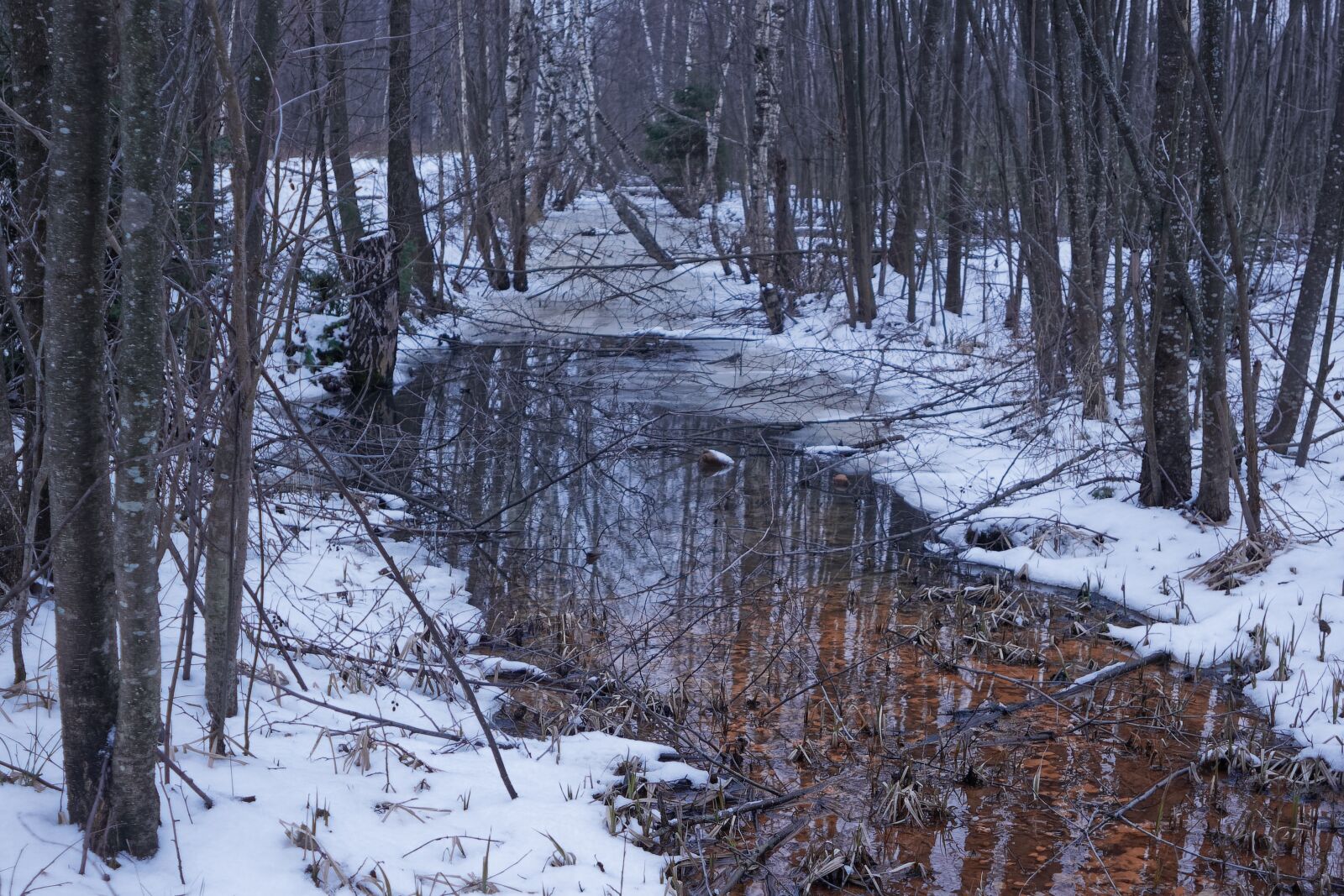Canon EOS 500D (EOS Rebel T1i / EOS Kiss X3) sample photo. Winter, nature, forest photography