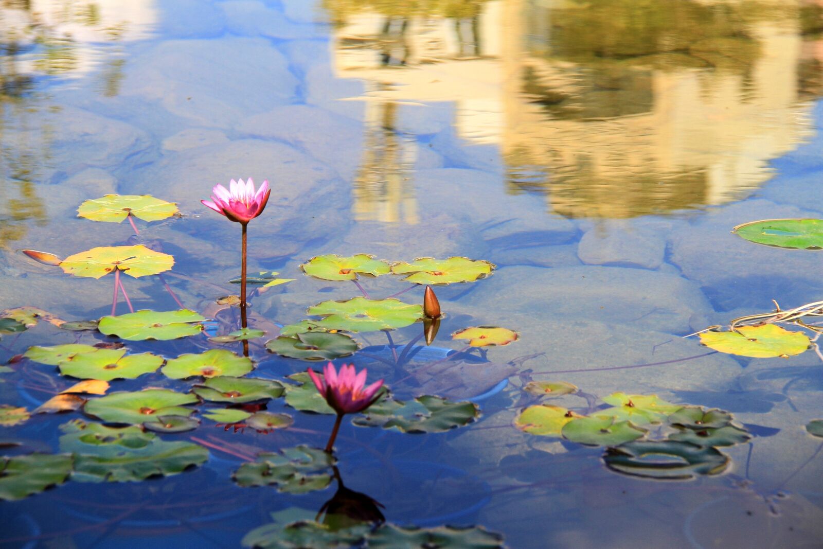 Canon EF-S 18-200mm F3.5-5.6 IS sample photo. Lotus, pool, reflection photography
